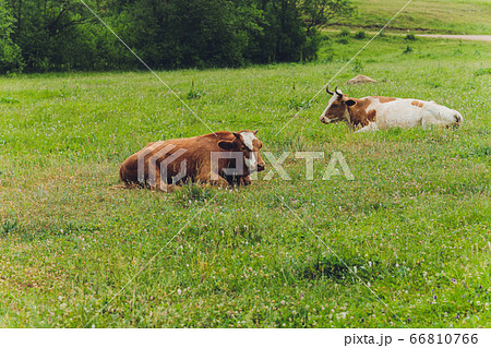 Herd of cows at summer green field. Herd of cows at summer green field. 66810766
