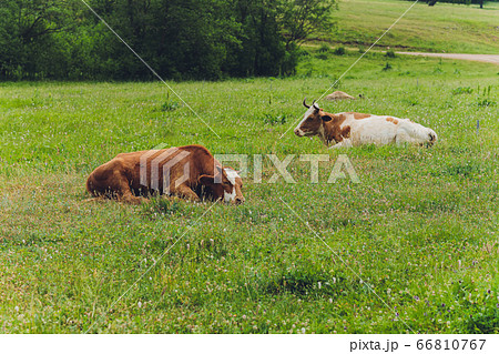 Herd of cows at summer green field. Herd of cows at summer green field. 66810767