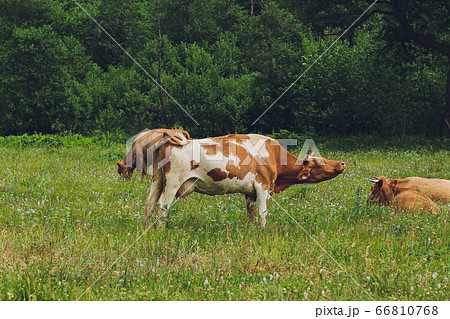 Herd of cows at summer green field. Herd of cows at summer green field. 66810768