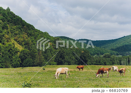 Herd of cows at summer green field. Herd of cows at summer green field. 66810769