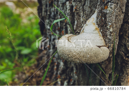 Close-up of a pair of Polyporus squamosus mushrooms growing on a live tree in the forest, illustrating the symbiosis and interaction of various living things. 66810784