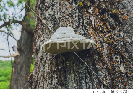 Close-up of a pair of Polyporus squamosus mushrooms growing on a live tree in the forest, illustrating the symbiosis and interaction of various living things. 66810785