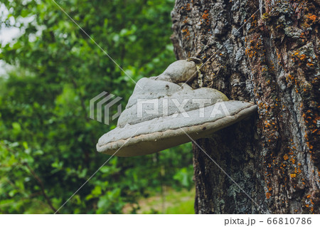 Close-up of a pair of Polyporus squamosus mushrooms growing on a live tree in the forest, illustrating the symbiosis and interaction of various living things. 66810786
