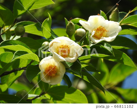 6月に咲く夏椿 6月に咲く夏椿 66811102