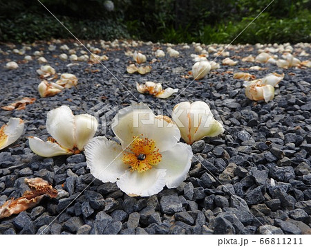 一日で落下する夏椿の花 66811211
