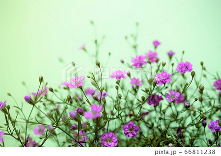 かすみ草 ジプシー ディープローズの写真素材