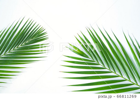 Palm leaf isolated on white background. 66811269