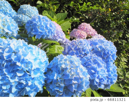 六月の紫陽花【福島県】 66811321