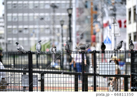 日本の横浜都市景観　横浜駅周辺・「南幸橋」前に集まるハトなどを望む 66811350