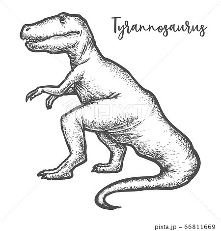 How To Draw Dinosaur  Sketch Transparent PNG  678x600  Free Download on  NicePNG