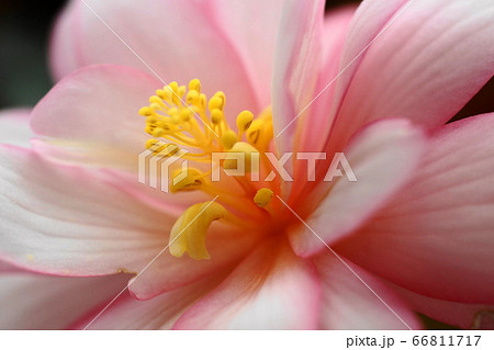 6月　調布215ベゴニア・シュウカイドウ科･神代植物公園 66811717