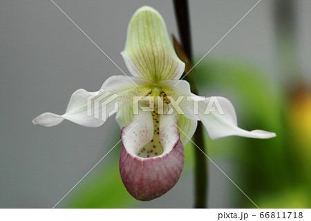 6月　調布213フラグミペディウム・ラン科･神代植物公園 66811718