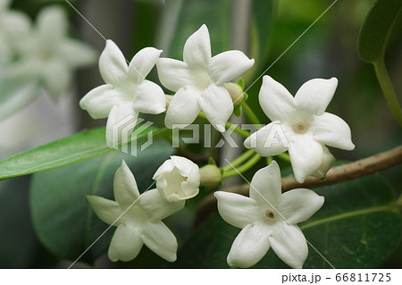 6月　調布206マダガスカルジャスミン・キョウチクトウ科･神代植物公園 66811725