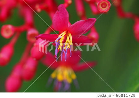 6月 調布2メディニラ ノボタン科 火の鳥 神代植物公園の写真素材