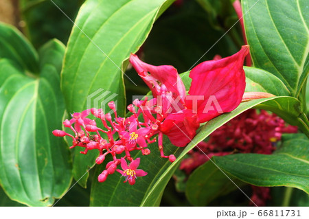 6月 調布1メディニラ ノボタン科 火の鳥 神代植物公園の写真素材