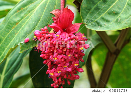 6月 調布0メディニラ ノボタン科 火の鳥 神代植物公園の写真素材