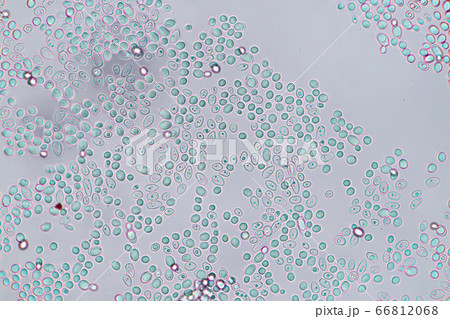 Budding yeast cell under the microscope. 66812068