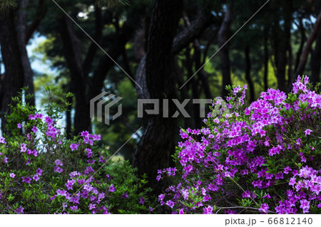 花 植物 葉 66812140