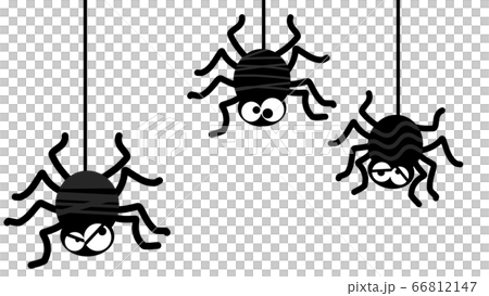 Spider material 66812147