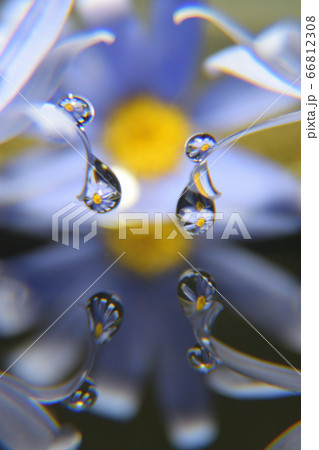 雫の中の花たち 66812308