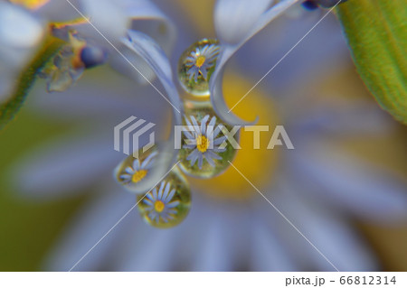 雫の中の花たち 66812314