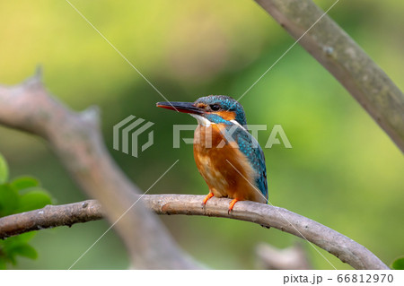 カワセミ 66812970