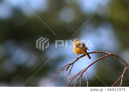 ジョウビタキ ジョウビタキ 66812975