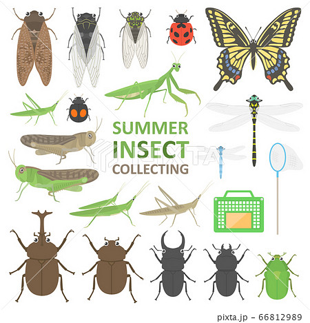 夏の昆虫のイラストセットのイラスト素材