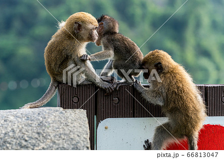 群れで遊ぶ若いカニクイザル 66813047