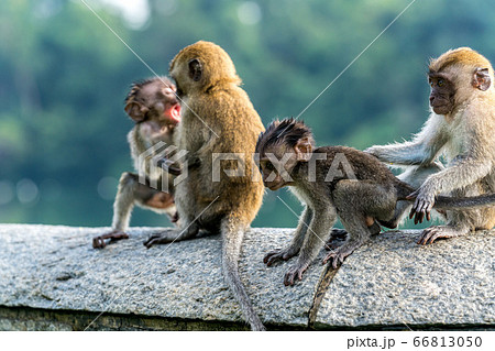 群れで遊ぶ若いカニクイザル 66813050