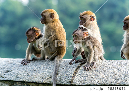 群れで遊ぶ若いカニクイザル 66813051