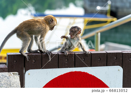 群れで遊ぶ若いカニクイザル 66813052