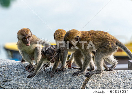 群れで遊ぶ若いカニクイザル 66813054