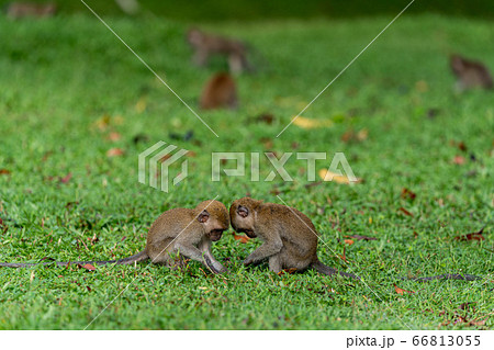 群れで遊ぶ若いカニクイザル 66813055
