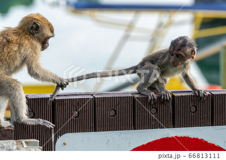 若いカニクイザル 若いカニクイザル 66813111