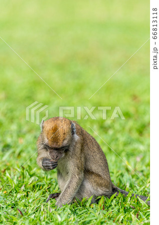 若いカニクイザル 66813118