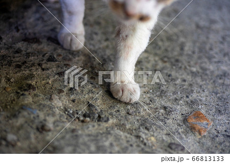 地面を踏み締める怪我をした猫の写真素材