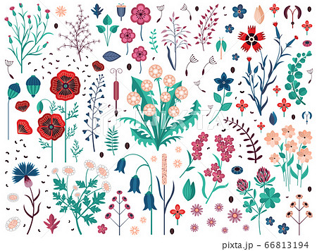 Wild Flowers Herbs and Field Plants Set 66813194