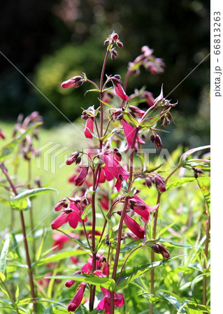 ペンステモン ガーネット 花と蕾の写真素材