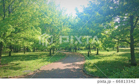 緑の公園 66813342