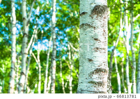 長野県》新緑の白樺群生地・八千穂高原の写真素材 [66813781] - PIXTA