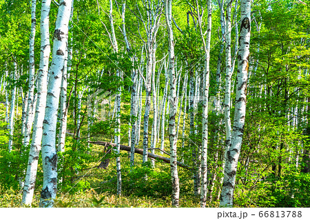 《長野県》新緑の白樺群生地・八千穂高原 66813788