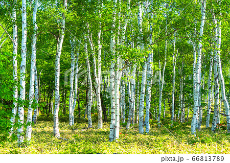 《長野県》新緑の白樺群生地・八千穂高原 66813789