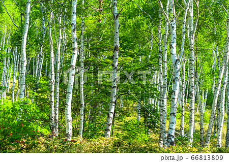 《長野県》新緑の白樺群生地・八千穂高原 《長野県》新緑の白樺群生地・八千穂高原 66813809
