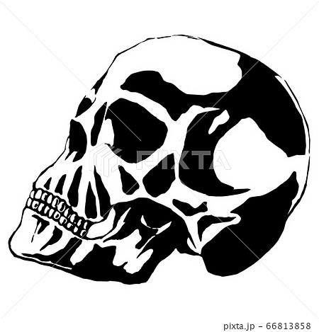 Skull Logo 66813858