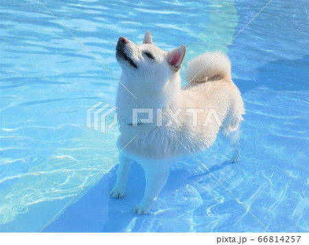 柴犬 白色 プール 水 夏 背景 水色 柴犬 白色 プール 水 夏 背景 水色 66814257