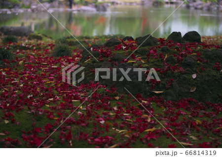 紅葉と落葉 66814319