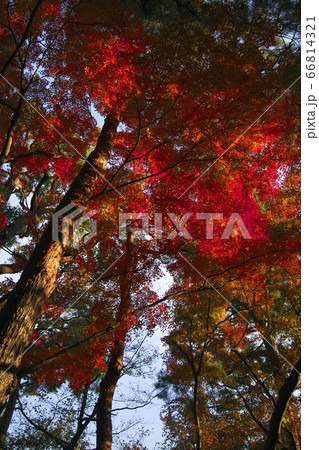 燃える紅葉 燃える紅葉 66814321