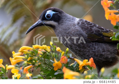 アオガオヤマミツスイ　Melidectes belfordi 野鳥 66814485