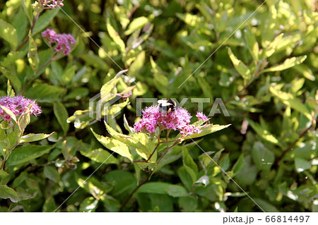 黄金 シモツケ ゴールドフレームの花とマルハナバチの写真素材